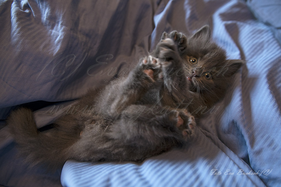 Huldrelandets Legolas - foto av Eva Bucksch